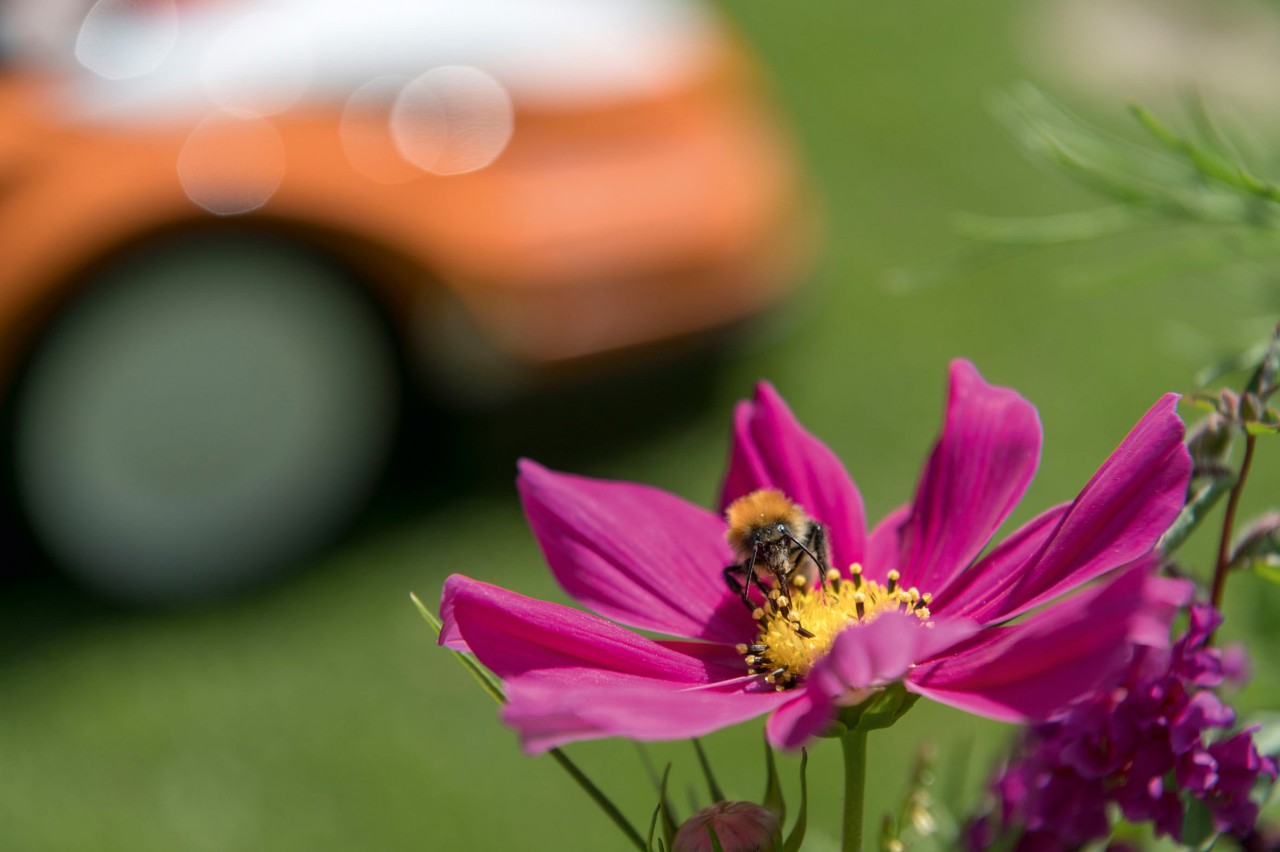Nahaufnahme einer Biene auf einer pinken Blüte, im Hintergrund ein STIHL iMOW® Mähroboter