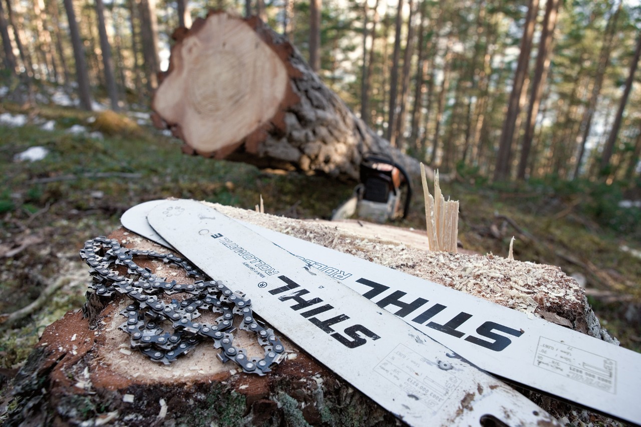 Zwei Führungsschienen Rollomatic und Sägeketten liegen im Wald auf einem Baumstumpf
