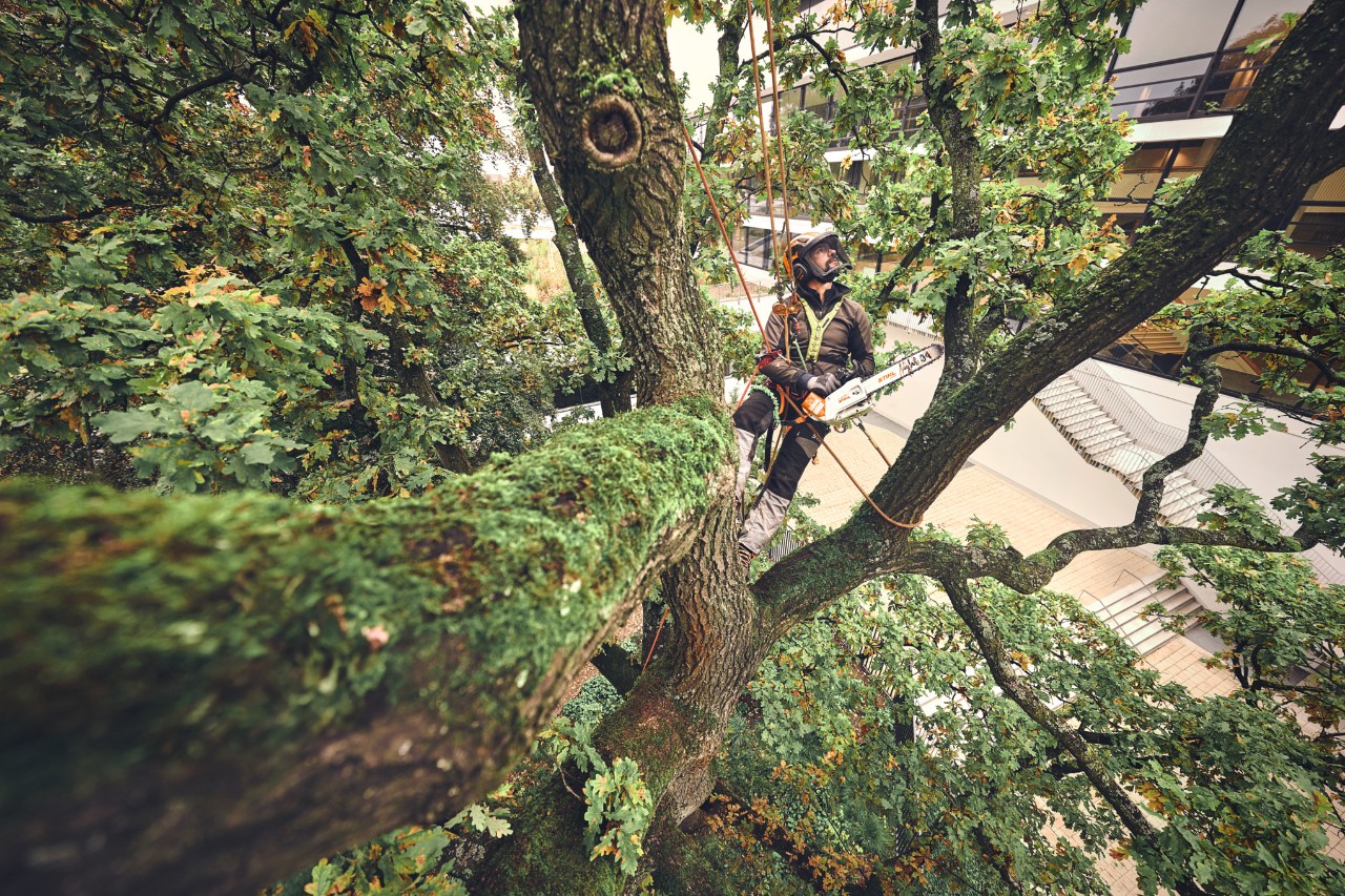 Baumpfleger im Baum mit einer Akku-Kettensäge STIHL MSA 220 T