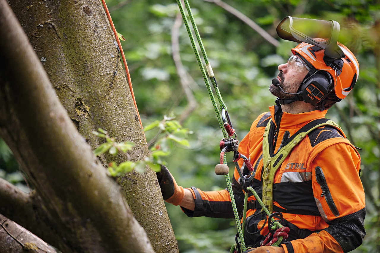 Ein Baumprofi in Schutzausrüstung hängt angeseilt im Baum