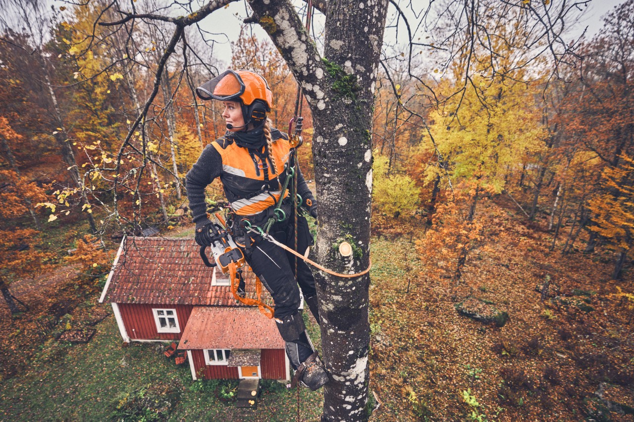 Baumpflegerin Viktoria Carstens hängt mit einem Sicherheitsseil und einer Akku-Motorsäge STIHL MSA 220 T an einer Birke 