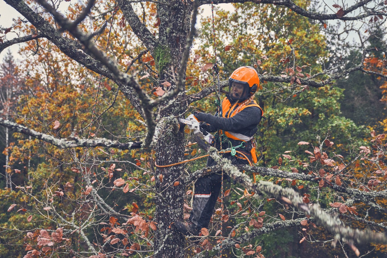 Viktoria Carstens sägt mit einem Gehölzschneider STIHL GTA 40 einen Ast in einer Baumkrone ab