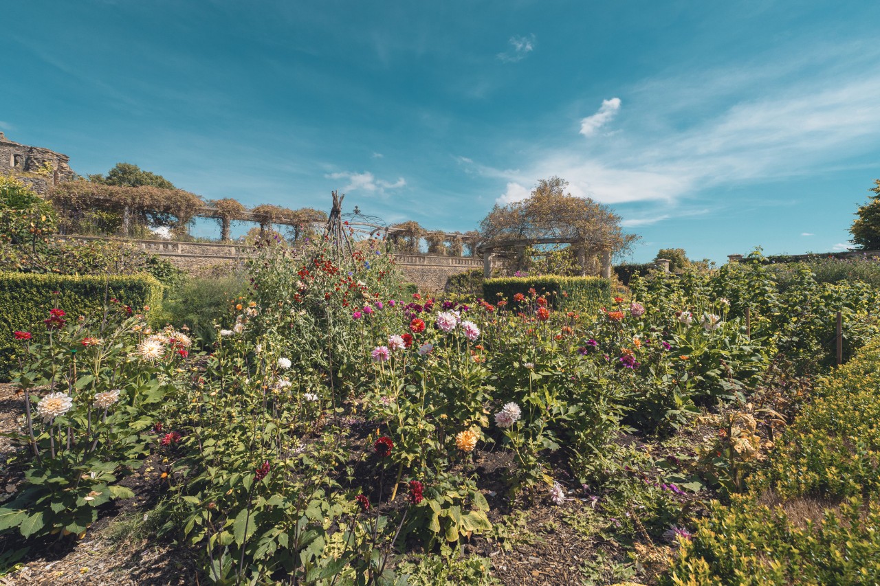 Wild wachsende Zone mit Rosen