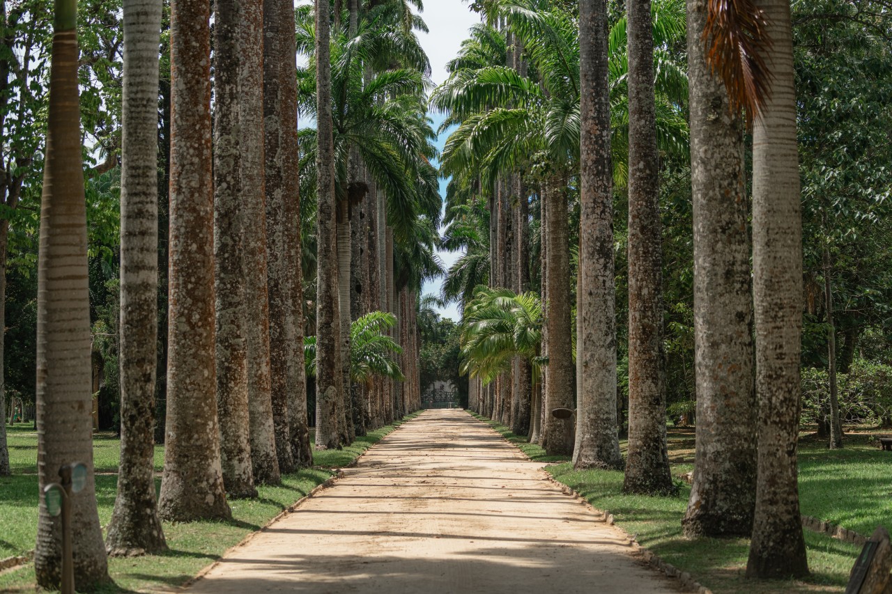 Pau-Mulato-Allee im Botanischen Garten Rio de Janeiro