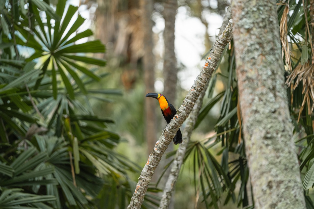 Nahaufnahme eines Tukans im Botanischen Garten Rio