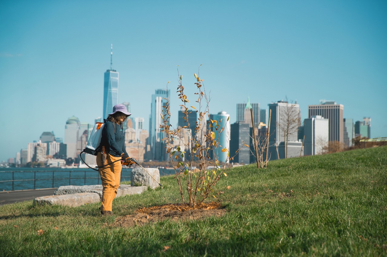 Mitarbeiter von Governors Island New York Urban Forestry bewässern den gepflanzten Baum mit einem SG 71-Sprühgerät