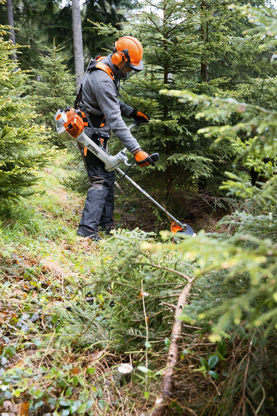 Waldarbeiter mit Schutzausrüstung und STIHL Motorsense in Forstgurt Advance X-Treem im Nadelwald