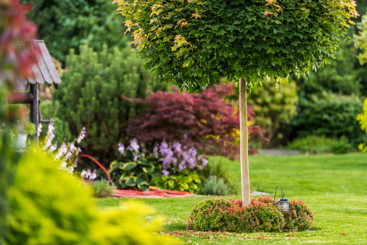  Kugelbaum in einem kleinen Garten 