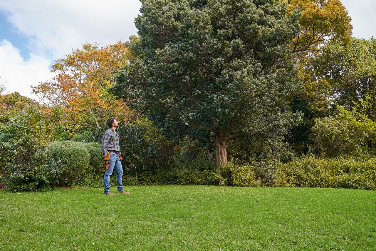 Ein Mann mit STIHL Schutzhandschuhen und einer Astsäge blickt im Garten auf einen Laubbaum