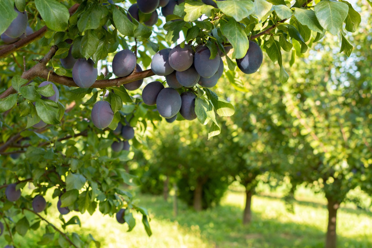 Reife, saftige Pflaumen am Baum