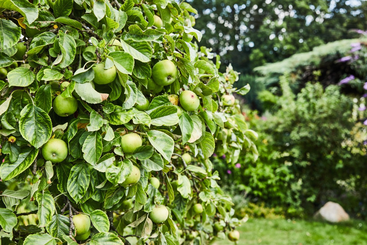 Apfelbaum mit vielen grünen Äpfeln