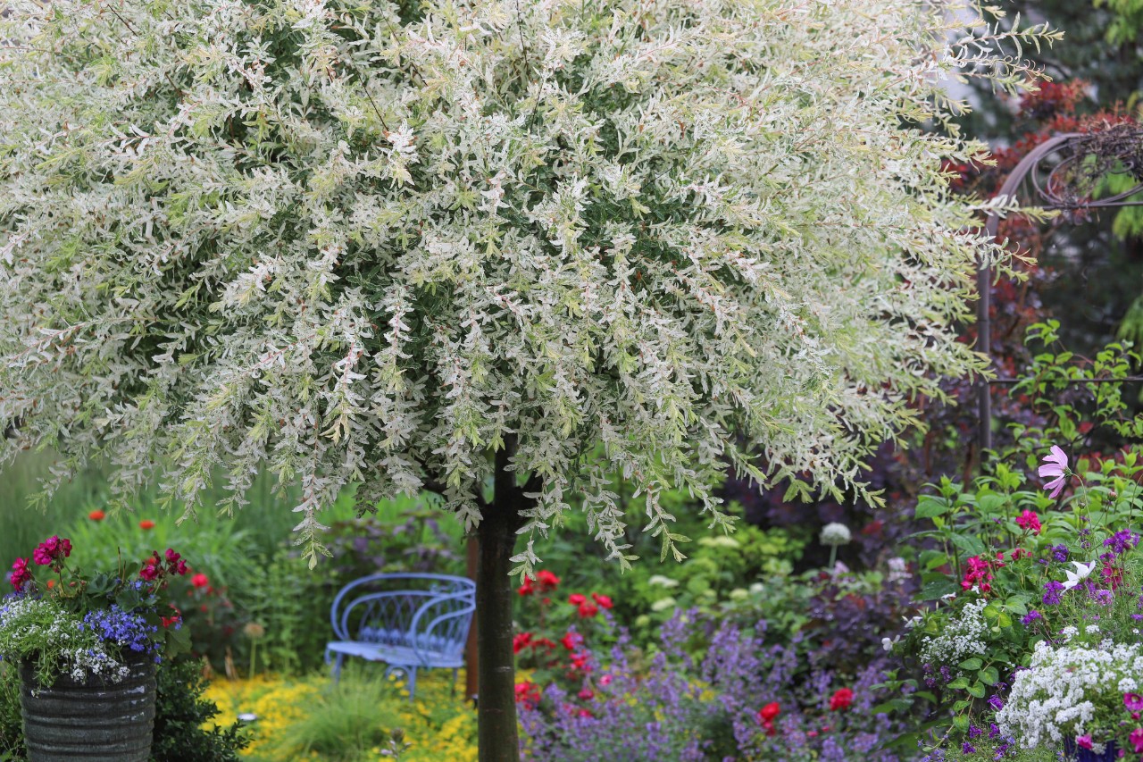 Blühende Harlekinweide in einem kleinen Garten