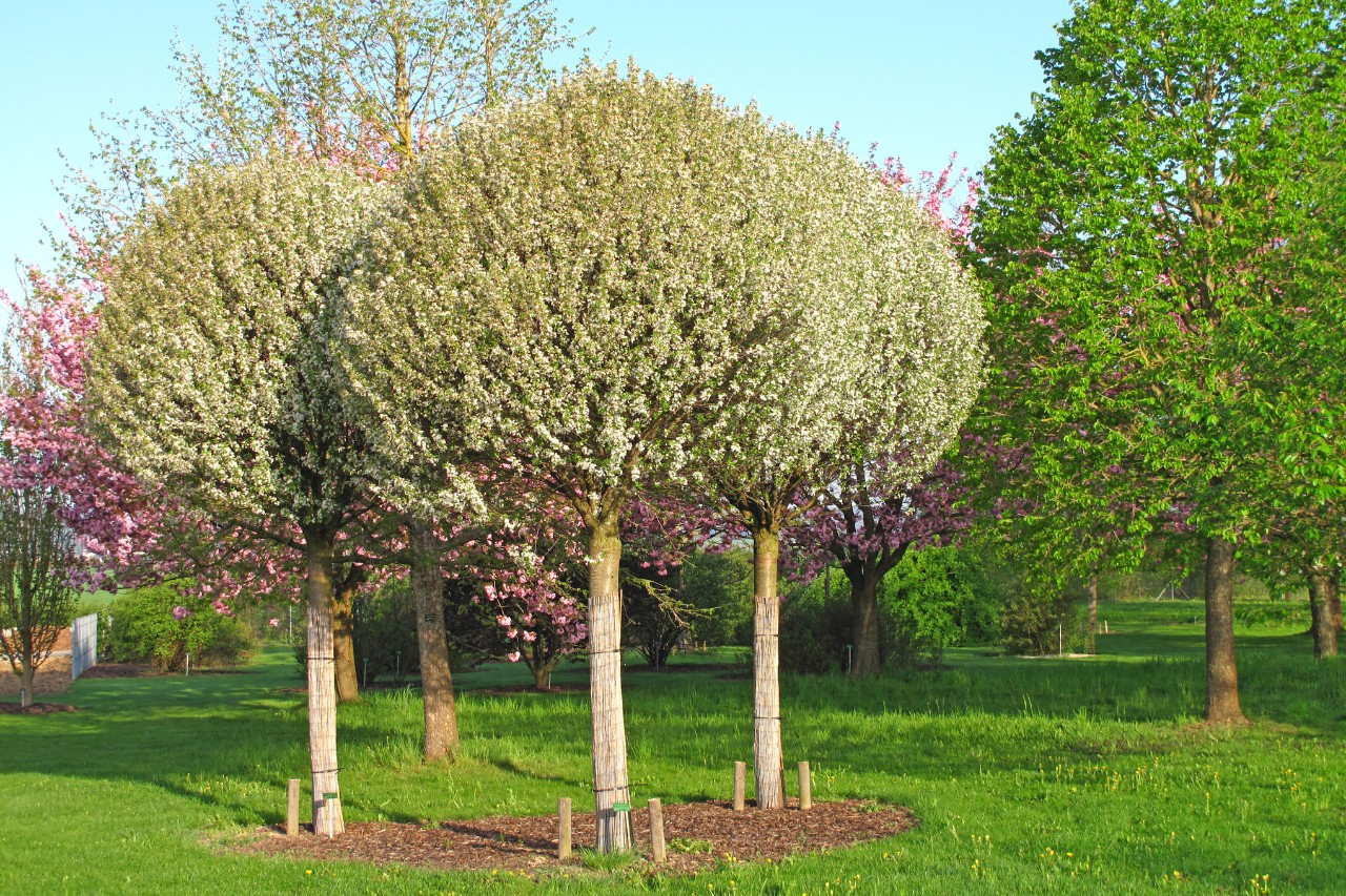 Baumgruppe mit Kugelbäumen in einem kleinen Garten