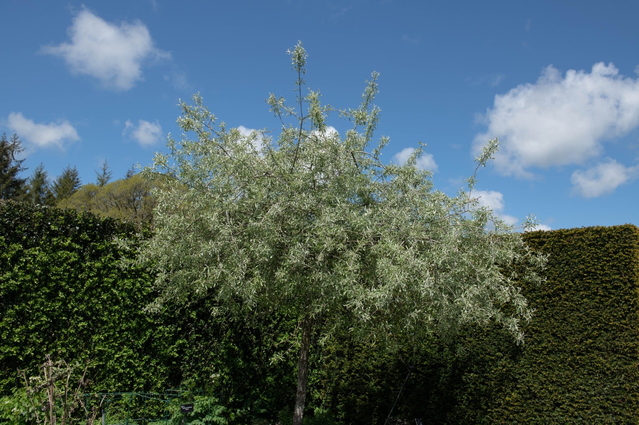Blühende Weidenblättrige Birne
