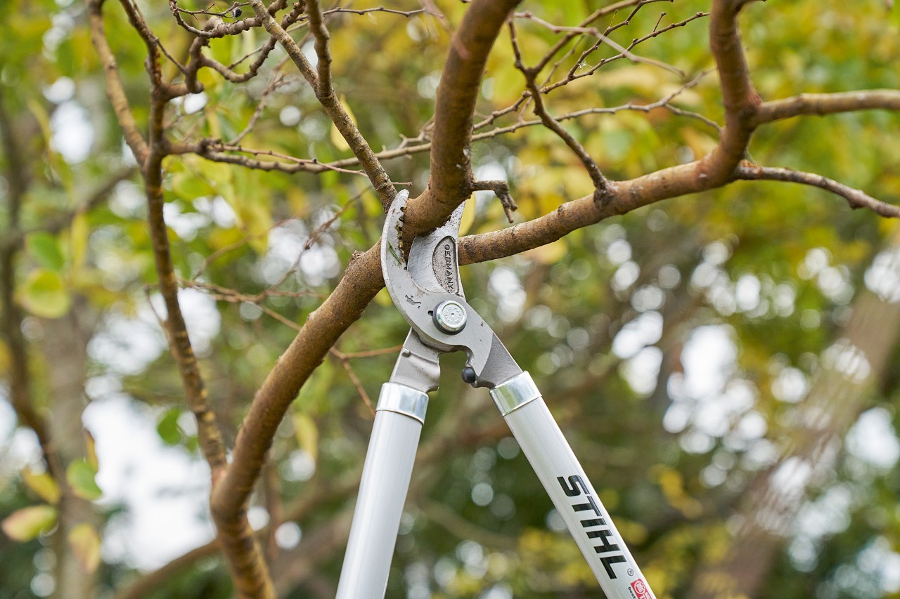  Jemand schneidet mit der Astschere STIHL Bypass PB 11  einen Ast von einer Baumkrone ab