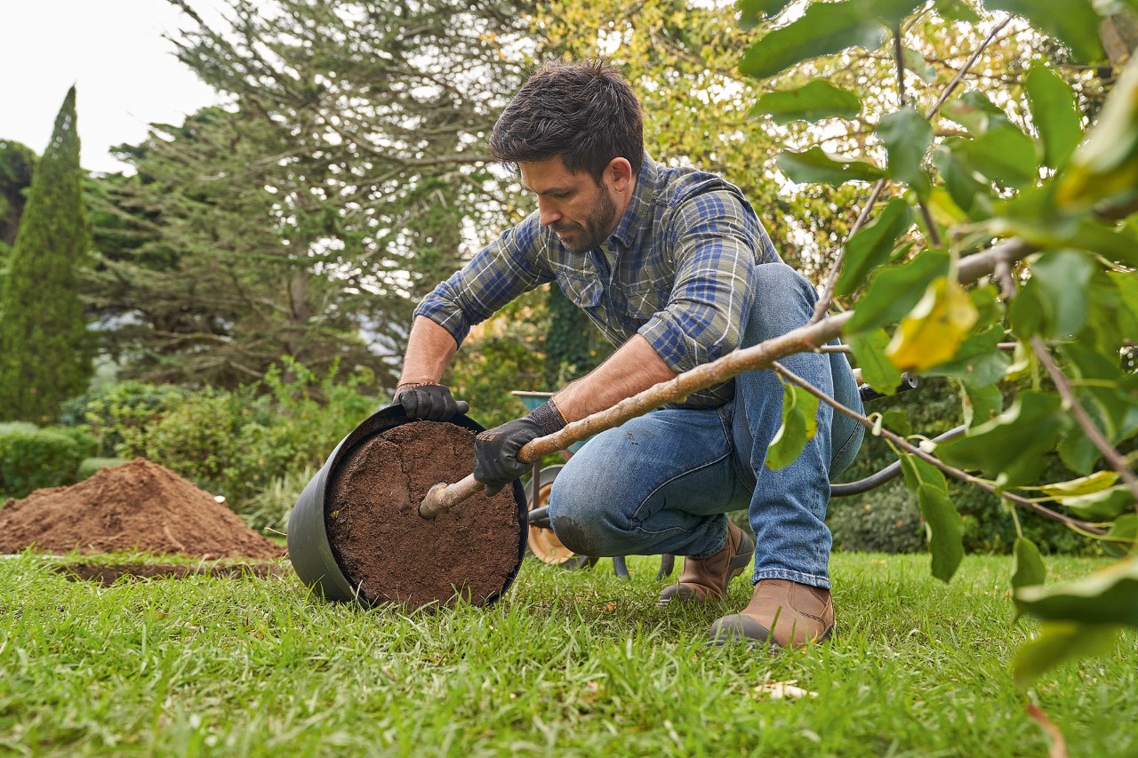 Ein Mann mit STIHL Schutzhandschuhen hält einen Containerbaum zum Einpflanzen in der Hand und lockert den Ballen zum Angießen
