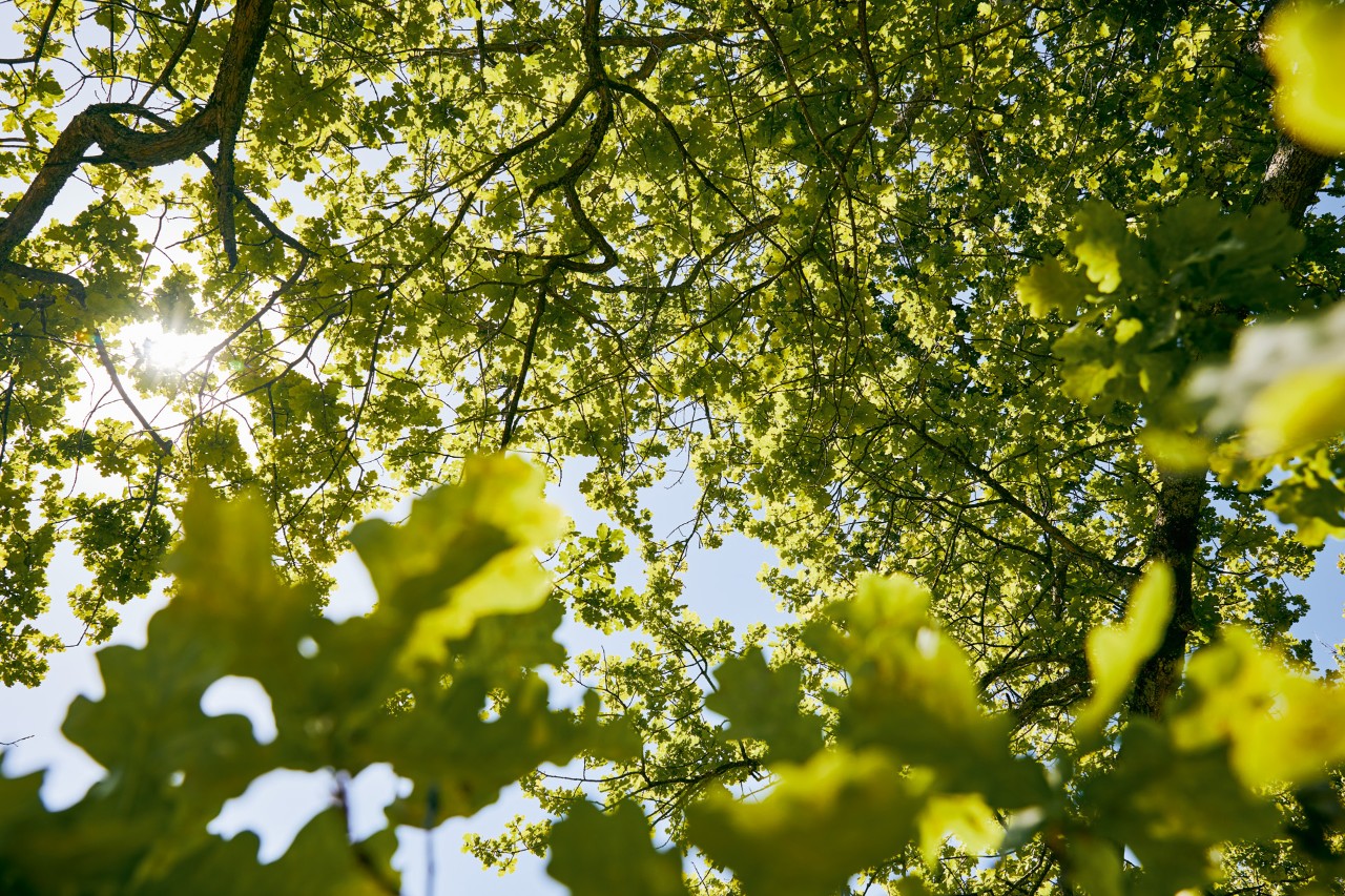 Sonnenlicht fällt durch das dichte, grüne Blätterdach eines Baumes
