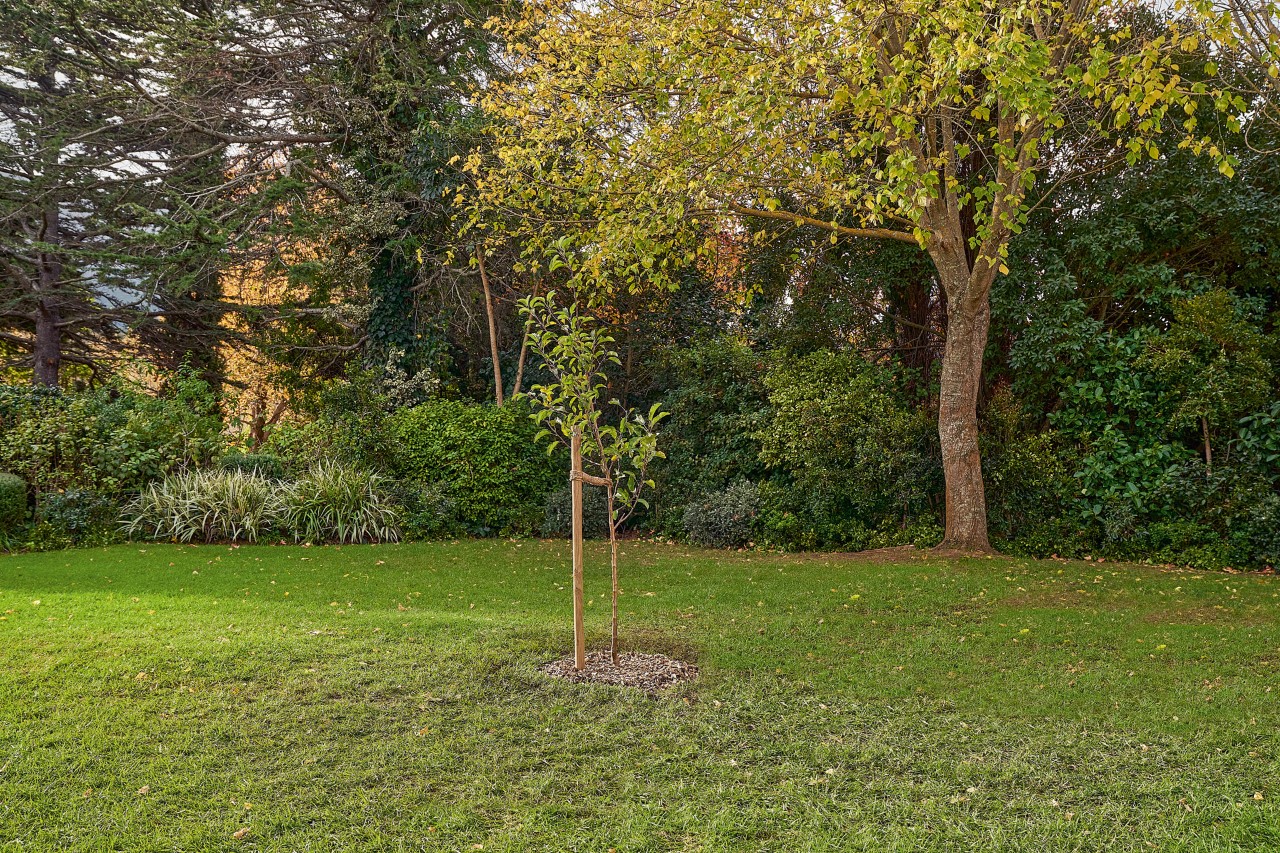 Ein selbst gepflanzter Laubbaum mit Stützpfahl im Garten