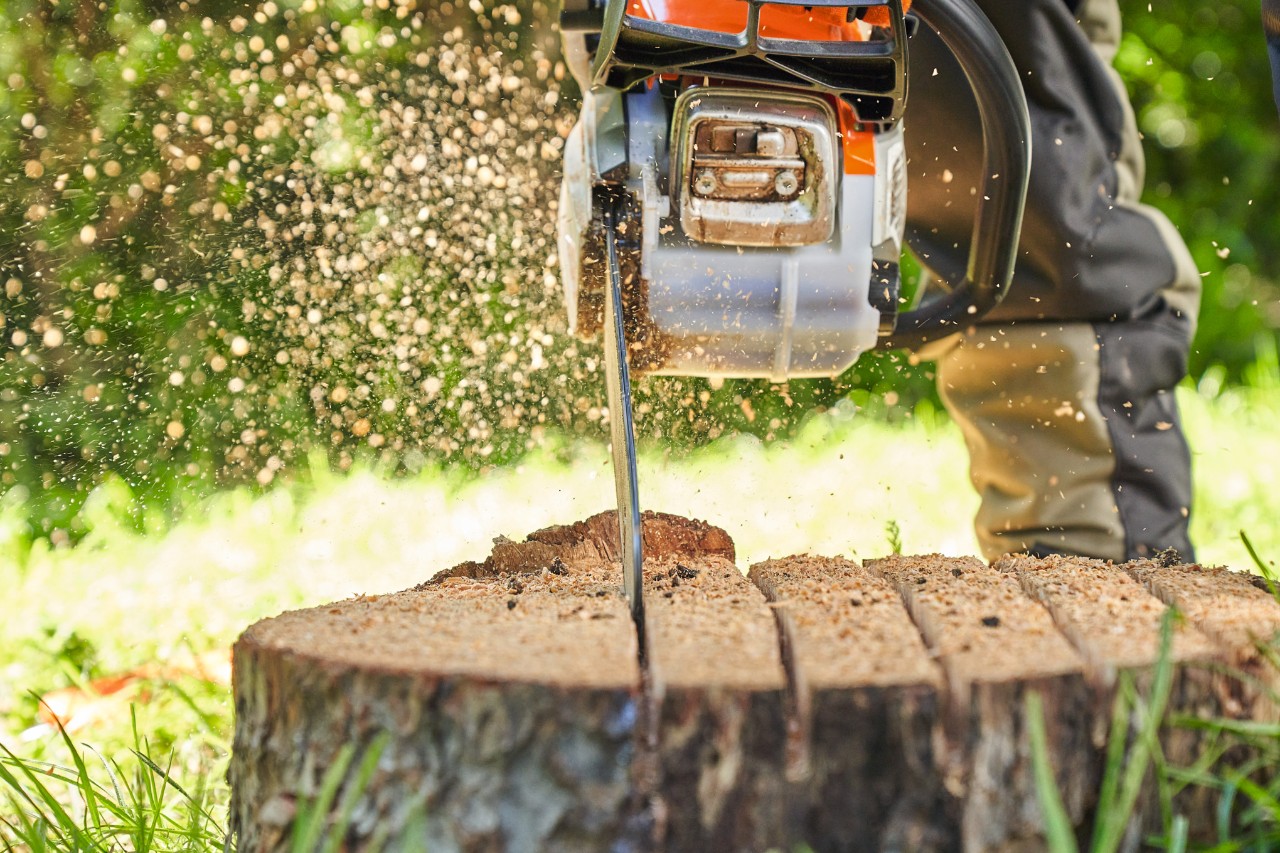 Nahaufnahme, wie jemand mit der Motorsäge STIHL MS 162 einen Baumstumpf einsägt 