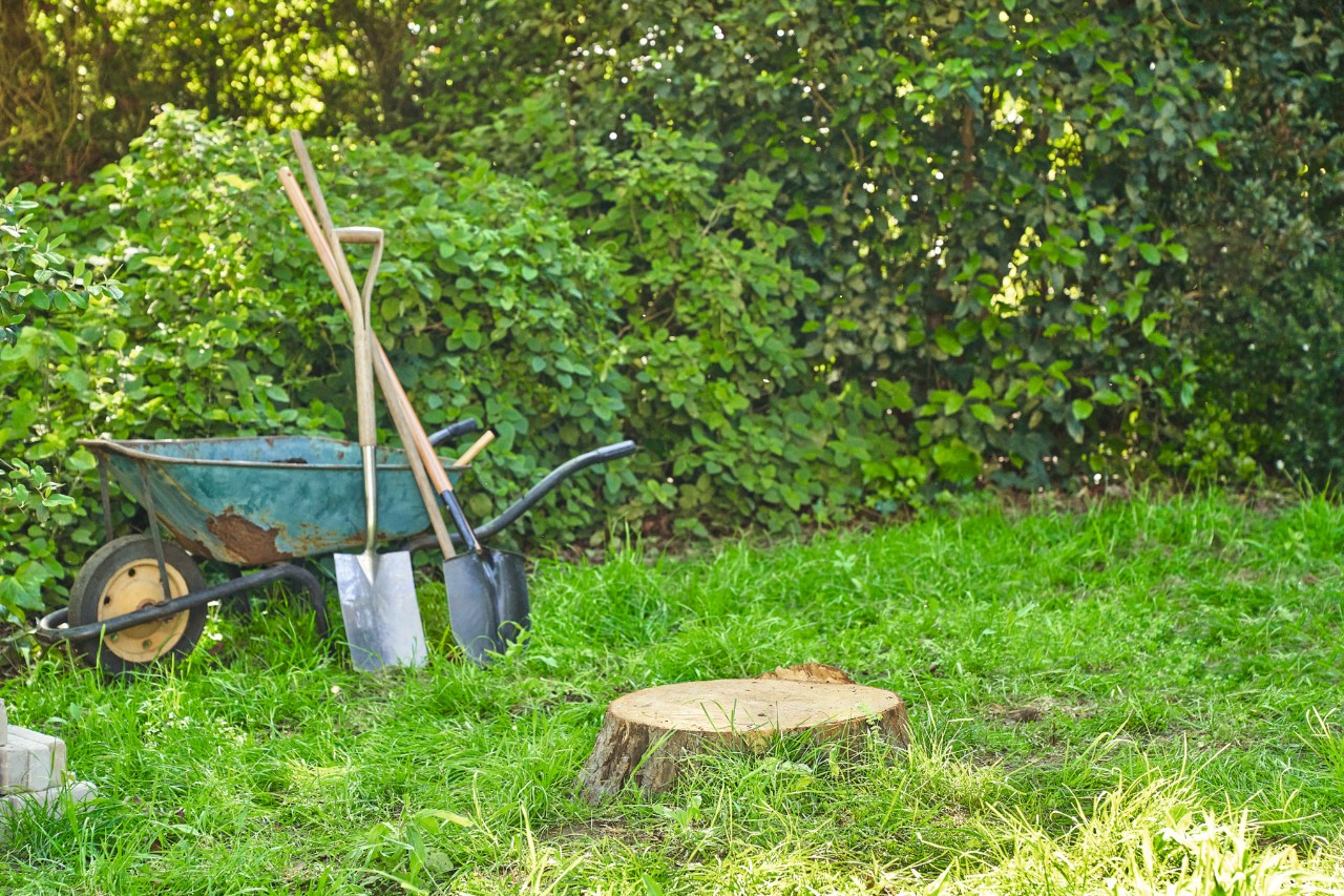 Ein abgesägter Baumstumpf auf einem Gartengrundstück mit Schubkarre und Spaten im Hintergrund
