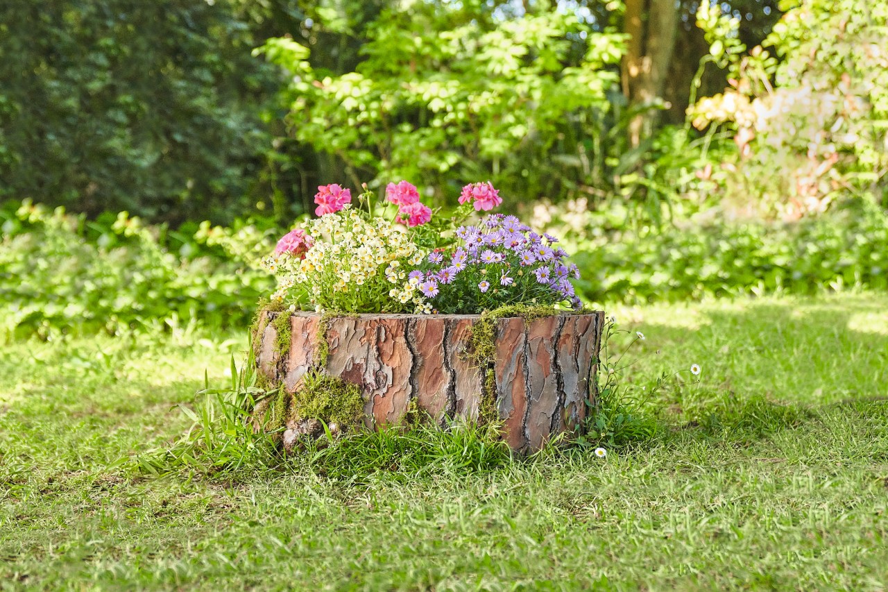 Aus einem ausgehöhlten Baumstumpf wachsen bunte Blumen