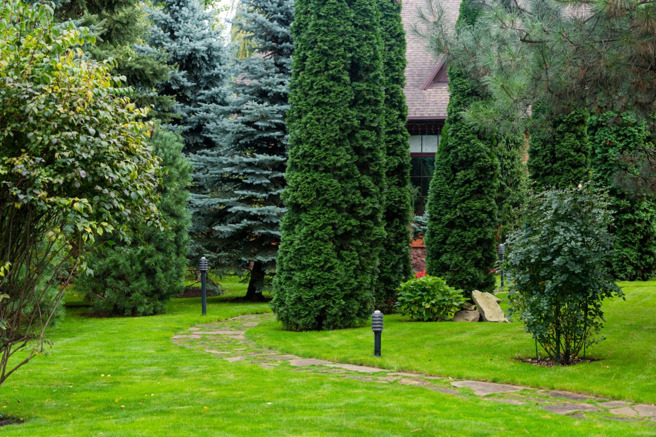 Gartengrundstück mit Rasenfläche und immergrünen Bäumen