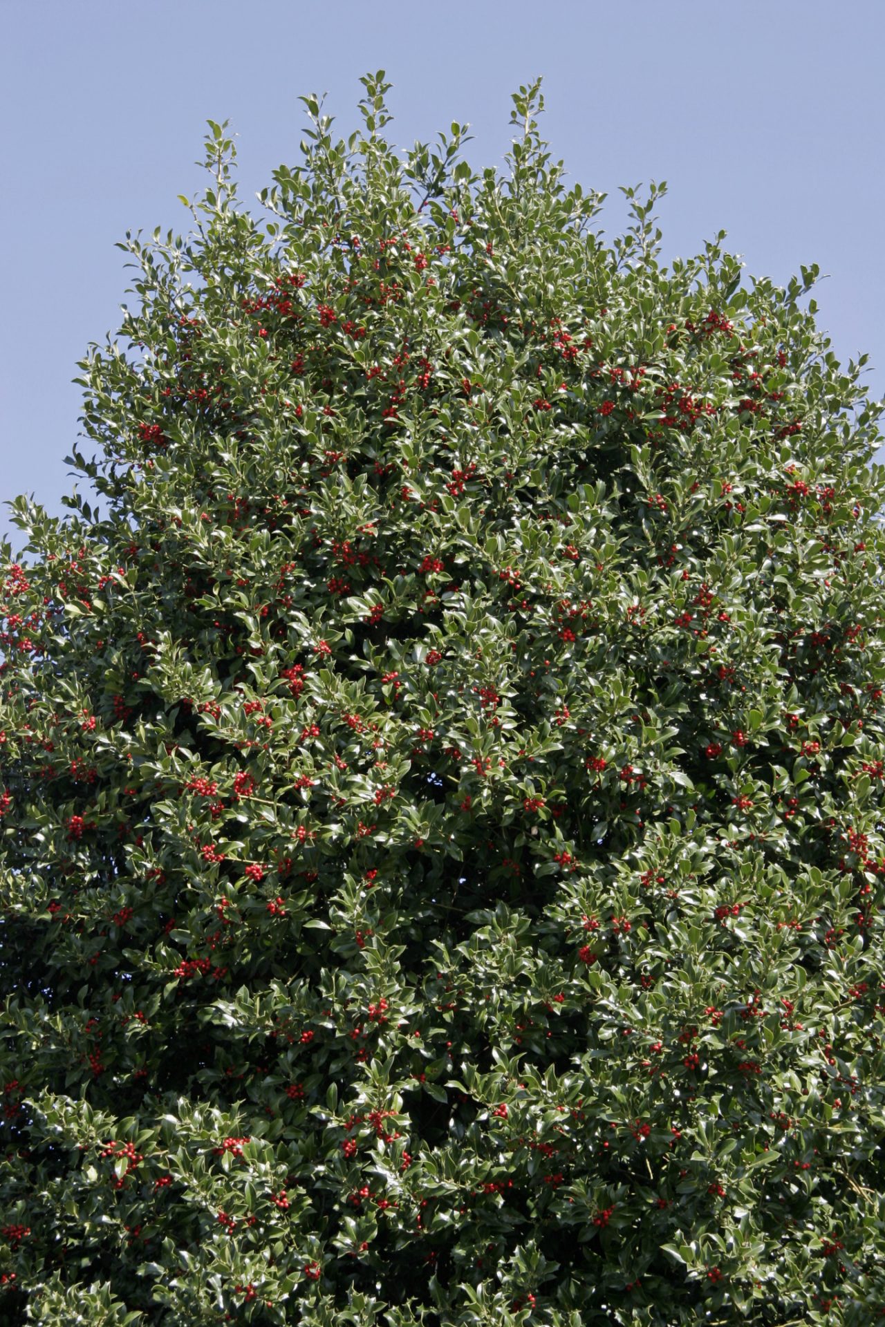 Europäische Stechpalme mit roten Beeren unter blauem Himmel 