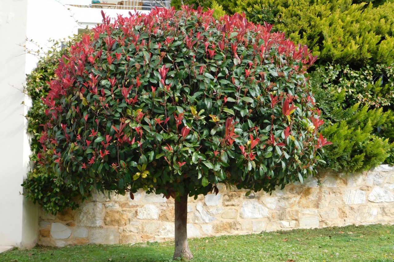 Rote Glanzmispel vor einer Gartenmauer