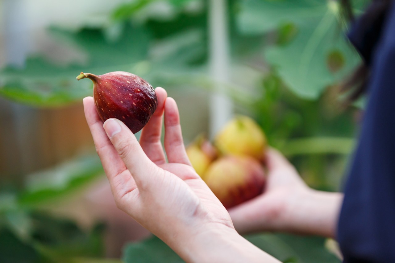 Nahaufnahme, wie eine Person eine Feige in der Hand hält
