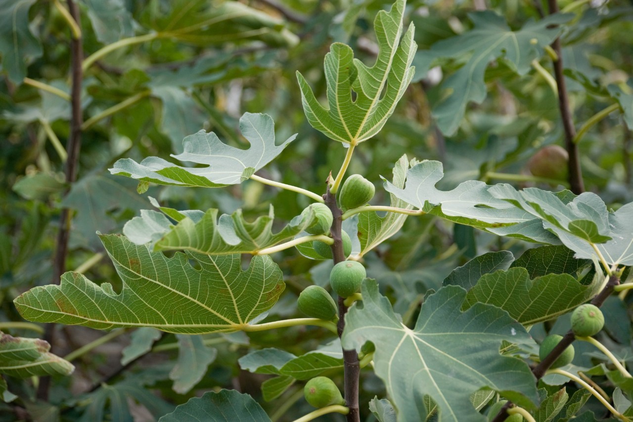 Feigenbaum im Garten mit vielen Früchten