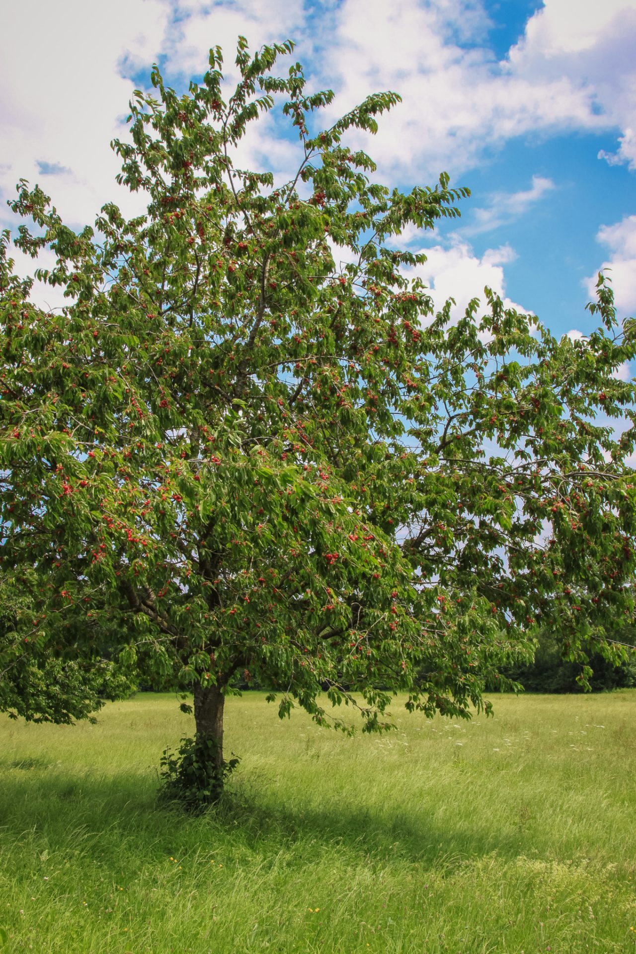Kirschbaum mit vielen Früchten auf einer Wiese