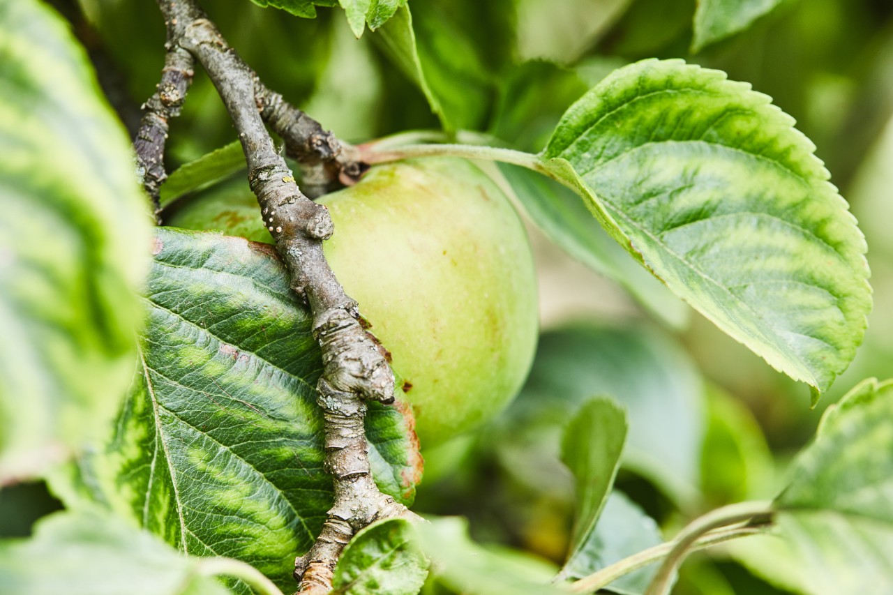 Grüner Apfel an einem Zweig