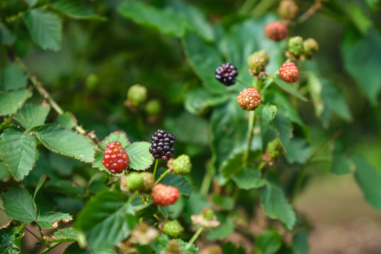 Strauch mit reifen und unreifen Brombeeren