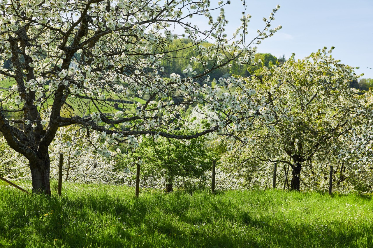 Naturaufnahme von blühenden Obstbäumen in einem Obstgarten