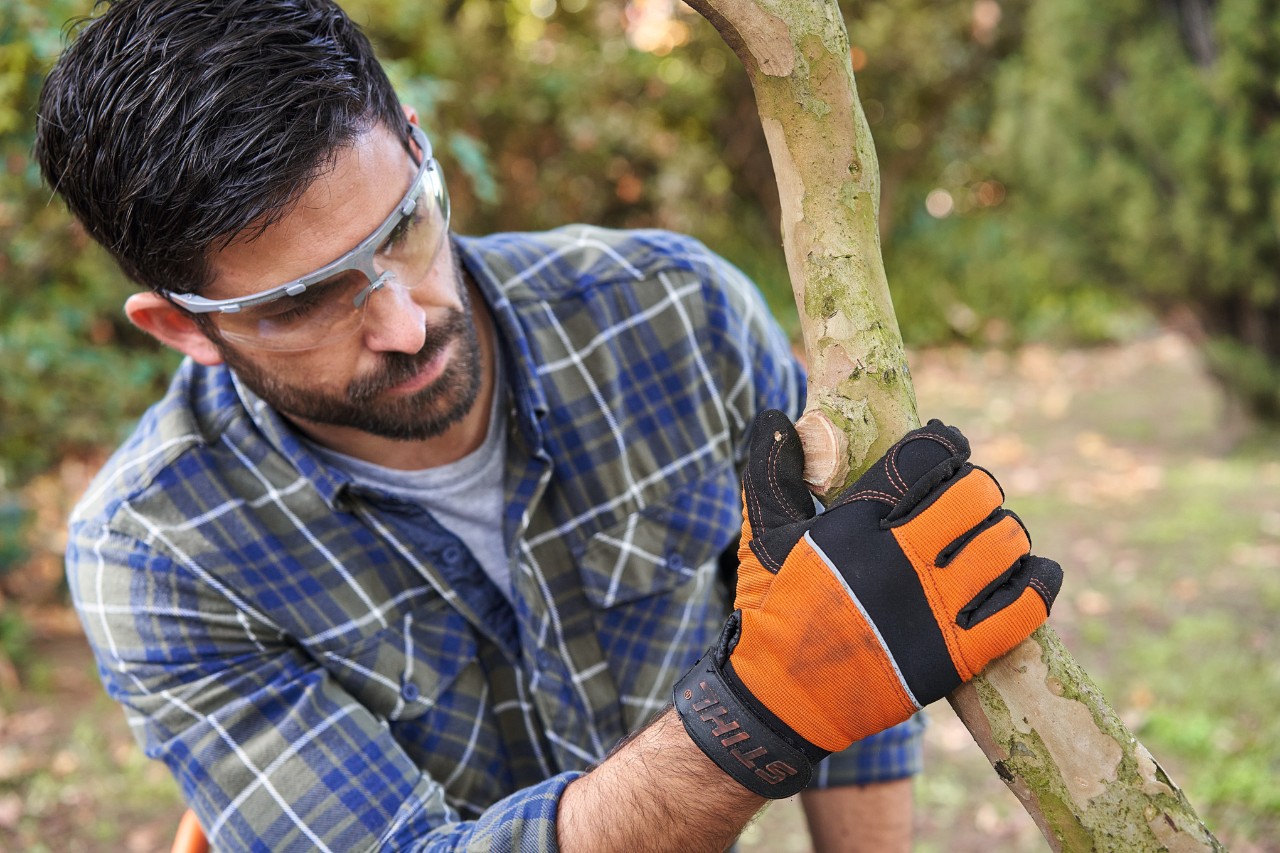 Ein Mann mit Schutzbrille prüft eine Stelle am Baum, an der ein Ast abgesägt wurde 