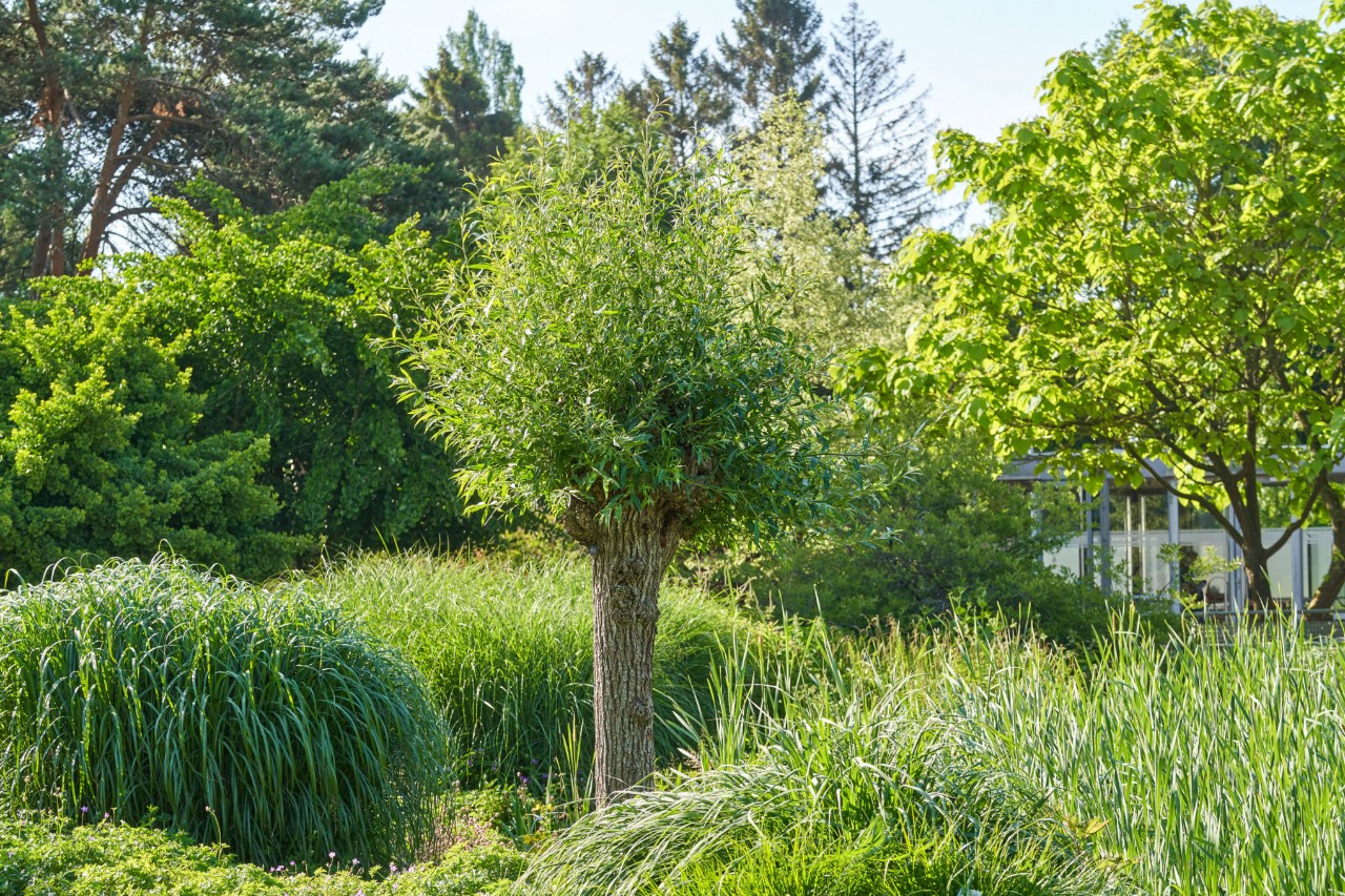Silberweide, umgeben von anderen Gewächsen