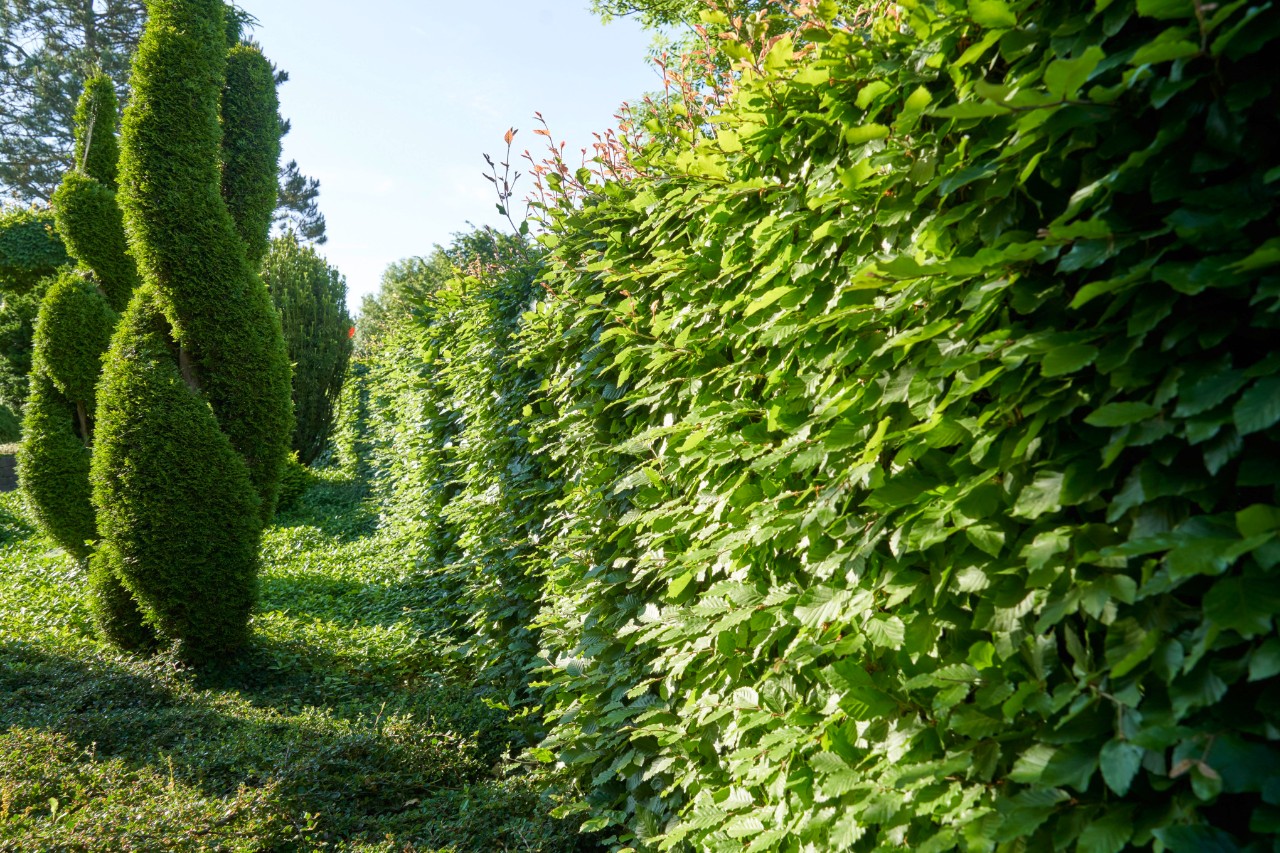Kunstvoll in Form geschnittene Rotbuchen vor einer Rotbuchenhecke