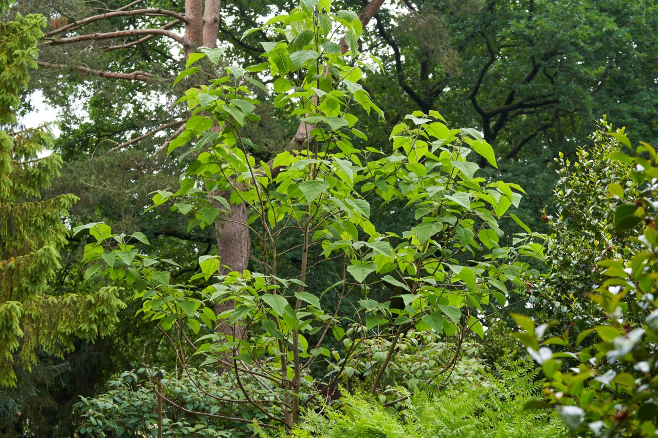 Blauglockenbaum, umgeben von anderen Gewächsen