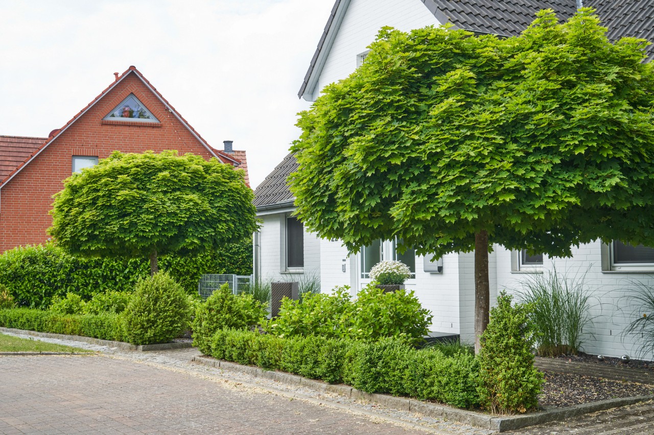 Kugelahorn in einem Vorgarten vor einem weißen Haus