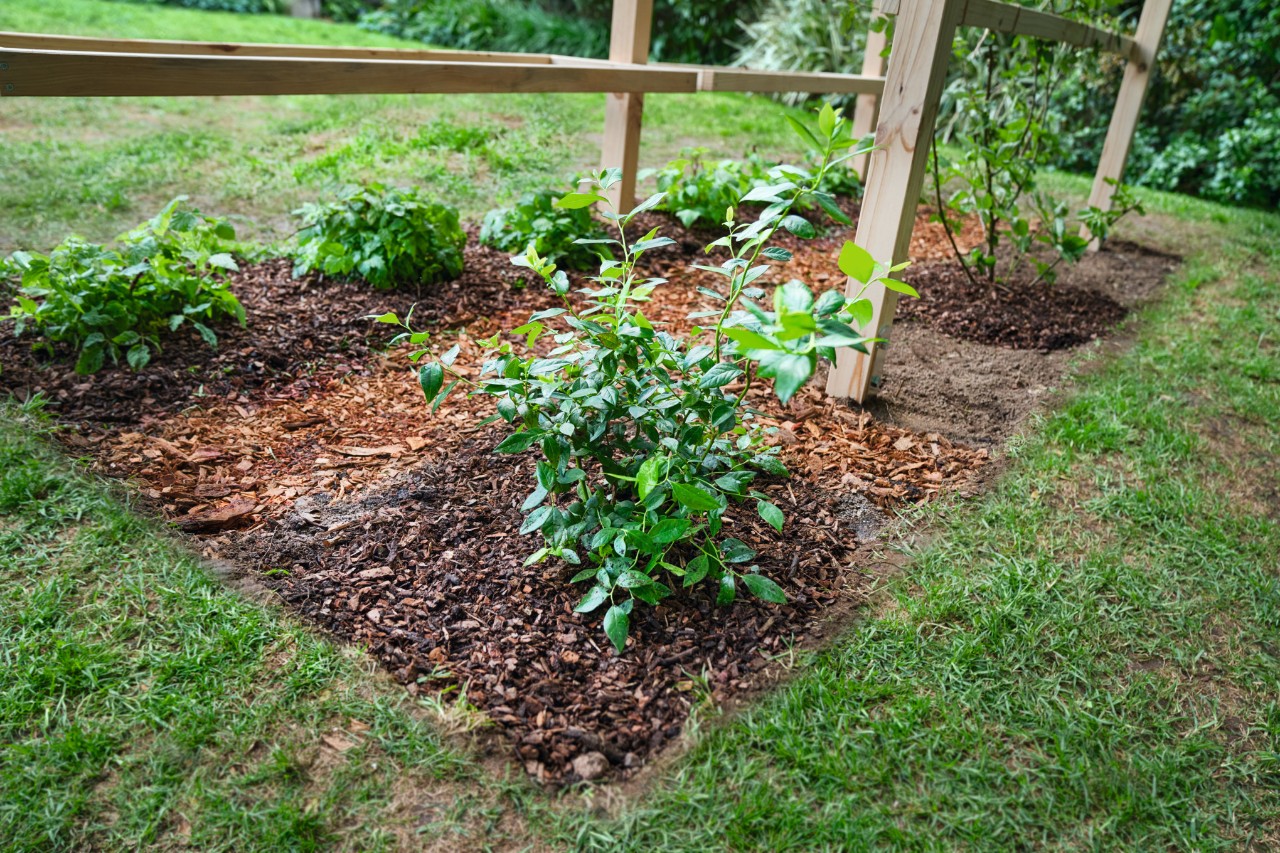 Fertig bepflanztes Beerenbeet mit Himbeer-, Brombeer- und Heidelbeerpflanzen
