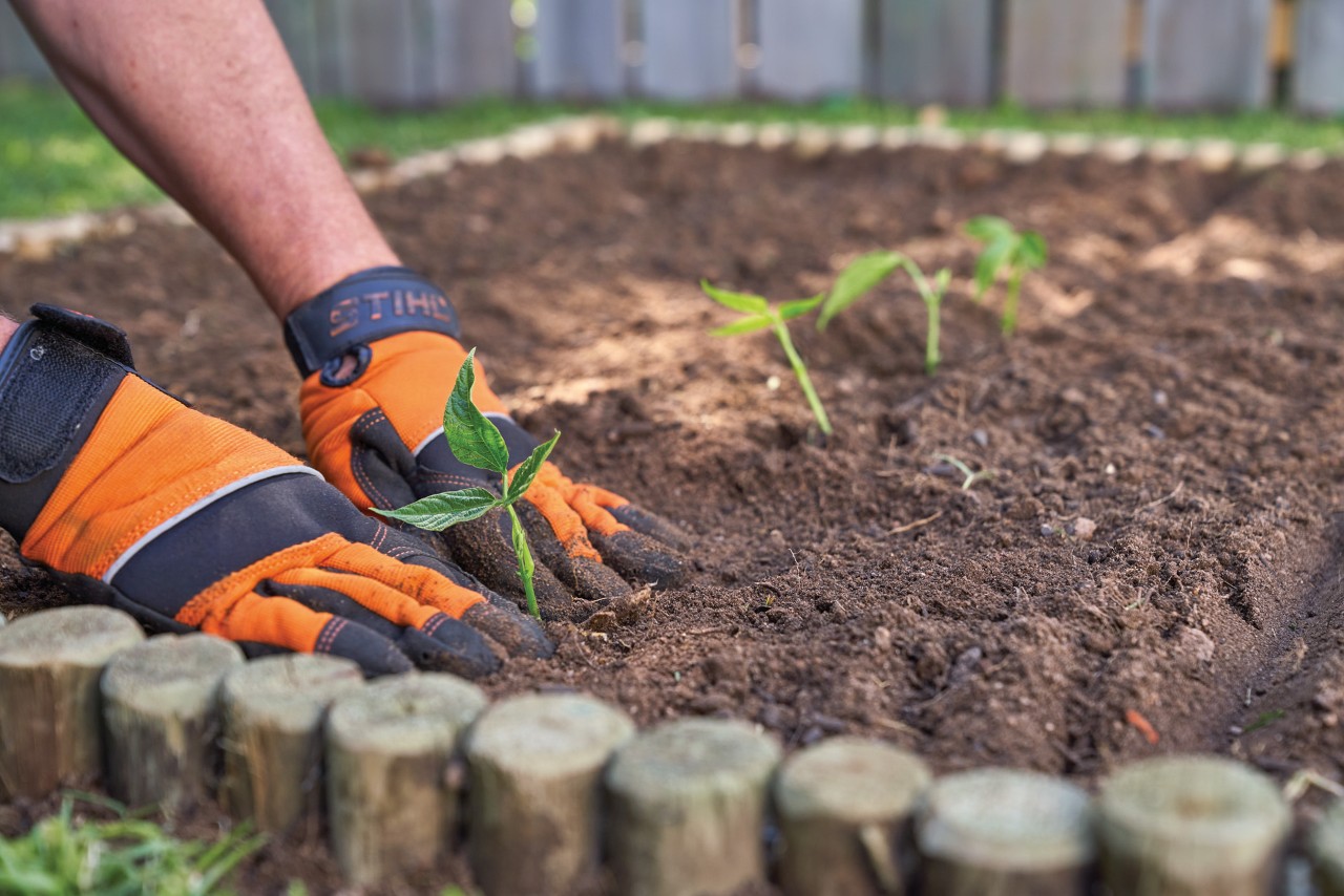 Person mit Schutzhandschuhen setzt kleine Jungpflanzen in ein frisch angelegten Gemüsebeet ein