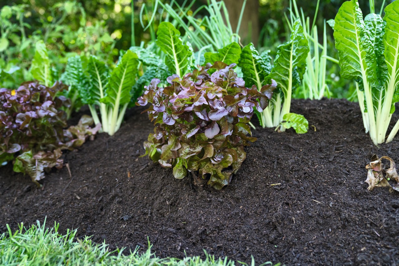 Bepflanztes Hügelbeet