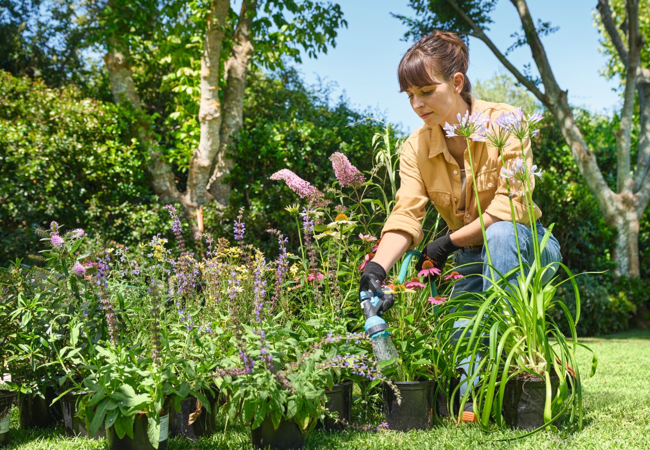 Eine Frau braust die Pflanzen für das Inselbeet mit einem Gartenschlauch ab