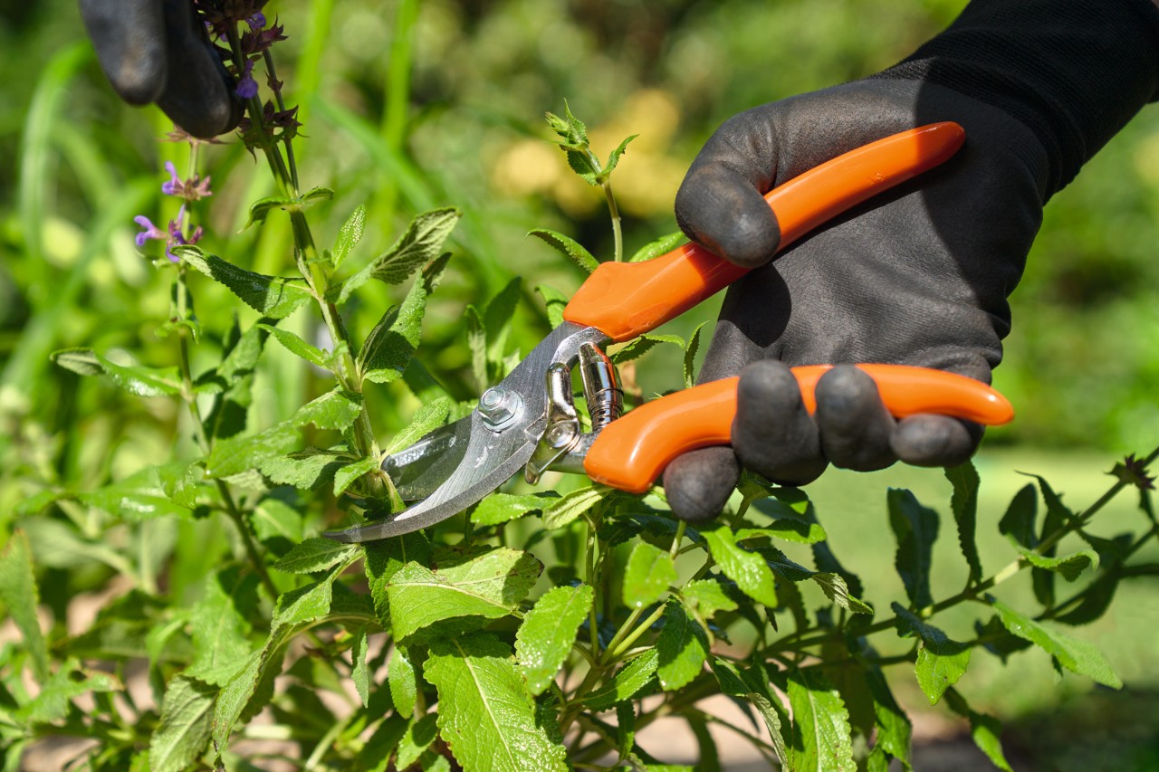 Mit einer Gartenschere werden Pflanzentriebe gekürzt