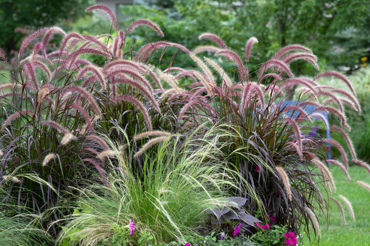 Inselbeet mit Gräsern in einem Garten