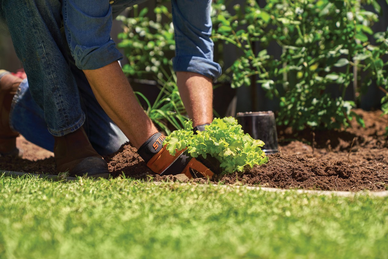 Person mit Schutzhandschuhen bepflanzt ein Staudenbeet im Garten