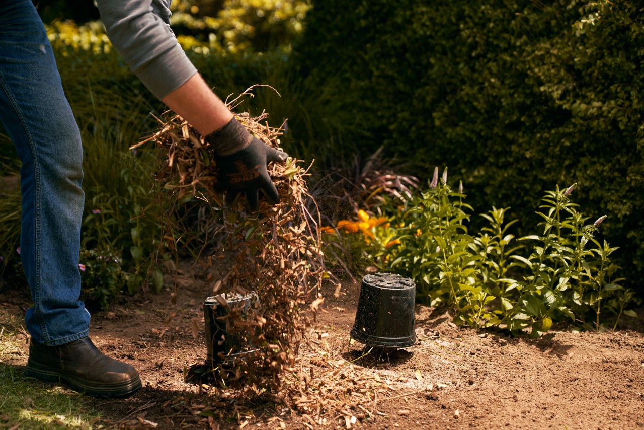 Um Beete winterfest zu machen, wird Boden mit Mulch abgedeckt
