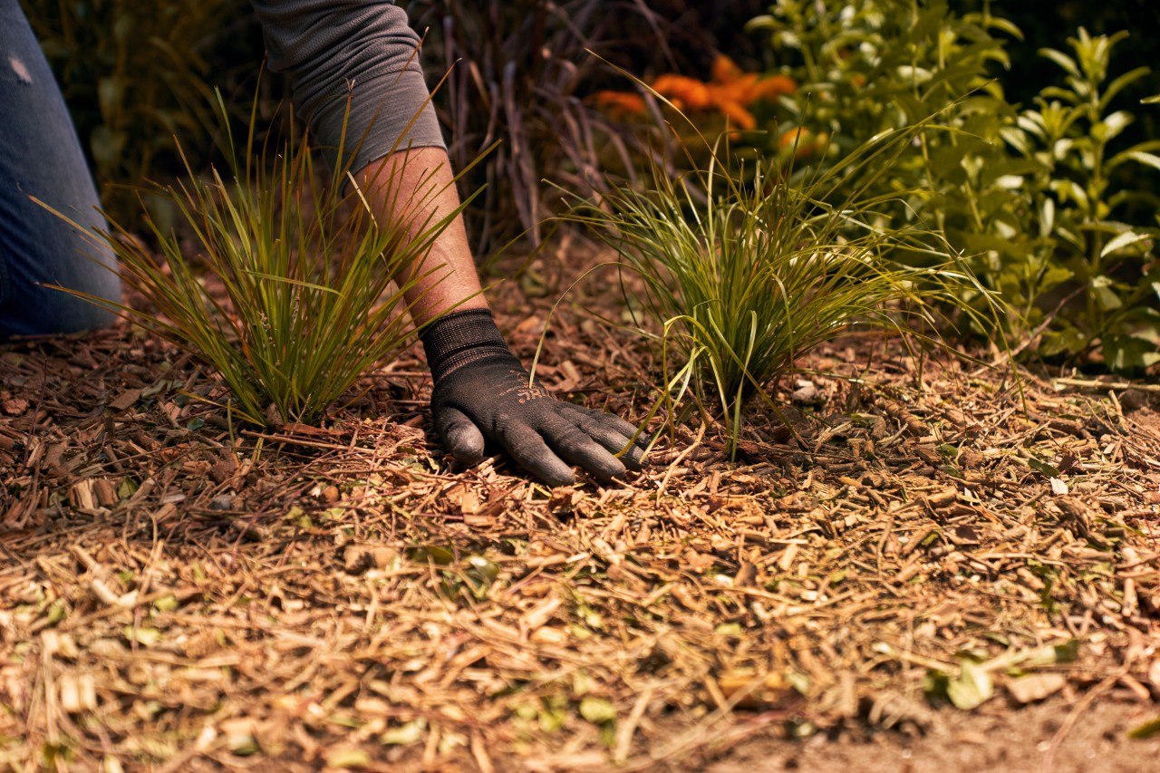 Um Beete winterfest zu machen, wird der Boden mit Mulch bedeckt