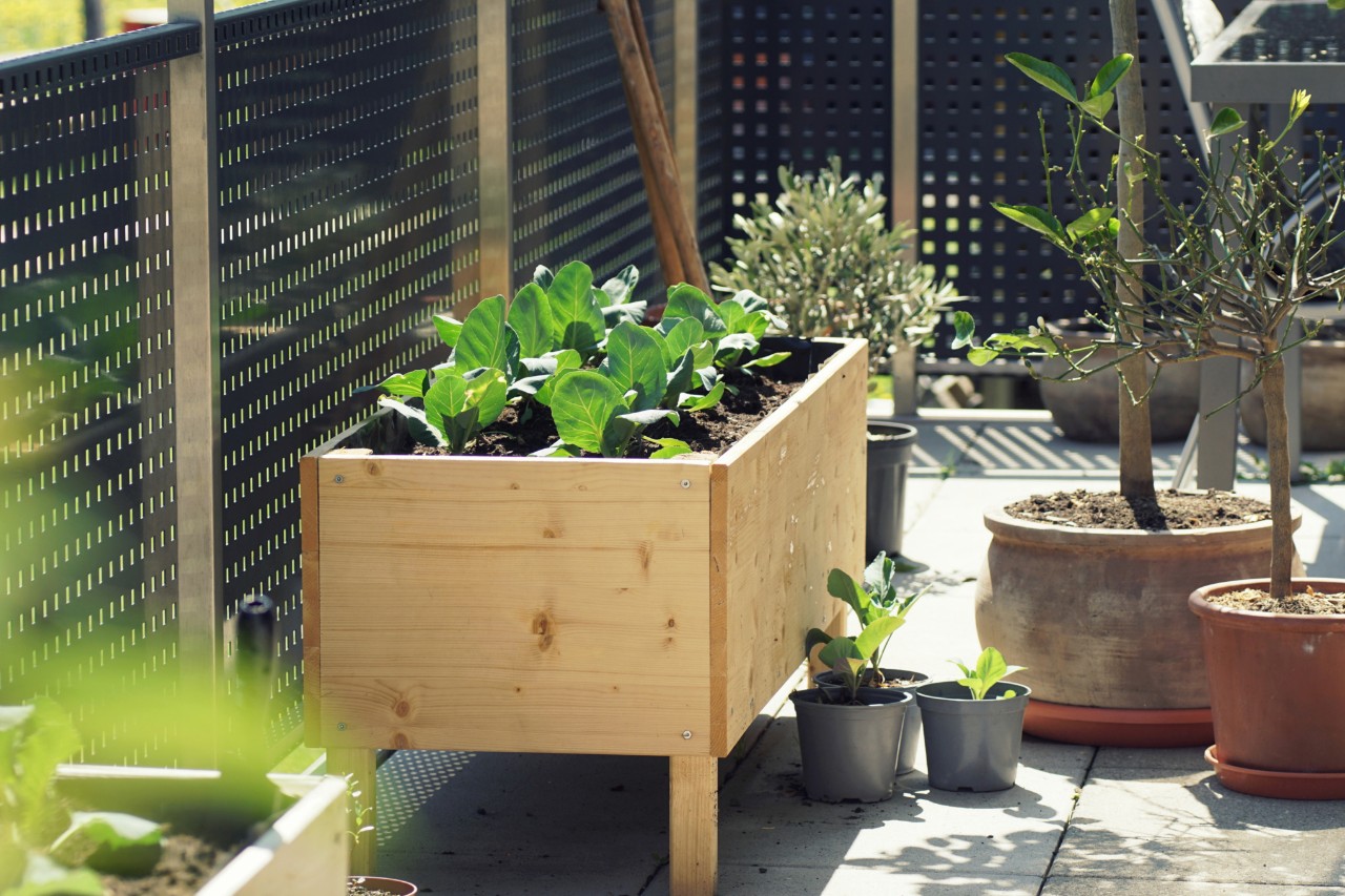 Ein Hochbeet aus Holz mit frischem Grün steht in einem Balkongarten neben Topfpflanzen