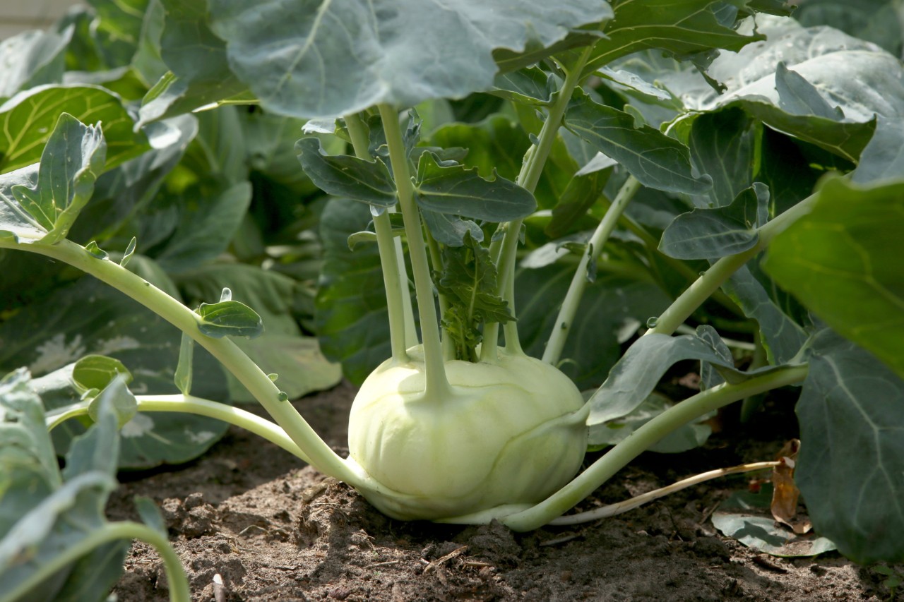 Kohlrabi in einem Beet